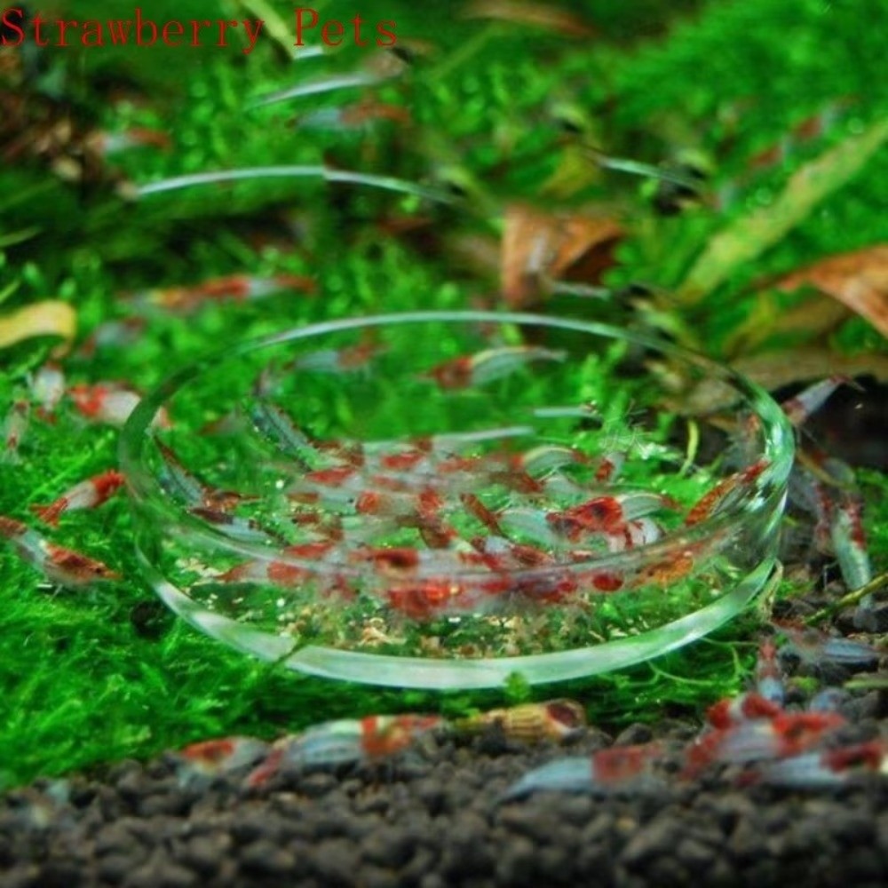 ชามให้อาหารปลาแก้วใส ทนทาน ถาด - Baby Food Shrimp บทวิจารณ์และราคา
